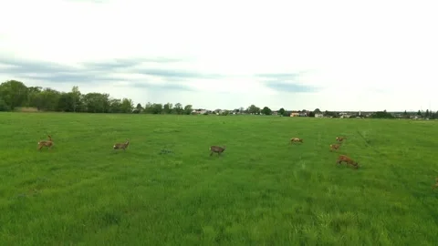 Deer in a field Stock Footage 242033094