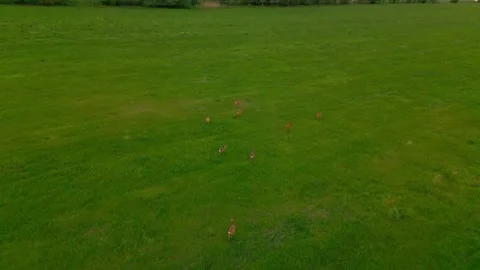 Deer in a field Stock Footage 242034303