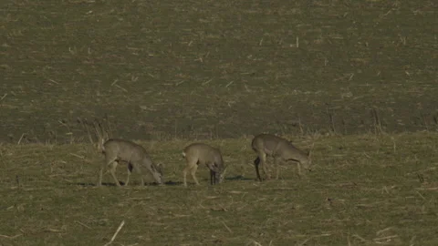 Deer in the field Stock Footage 263246973