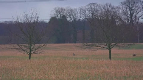 Deer in field Stock Footage 264584304