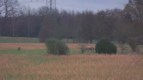 Deer in field Stock Footage 264584382