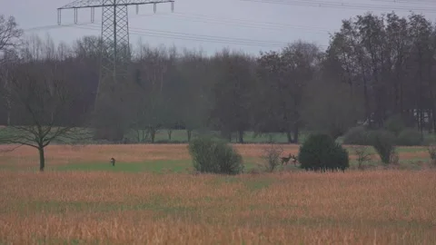 Deer in field Stock Footage 264584421