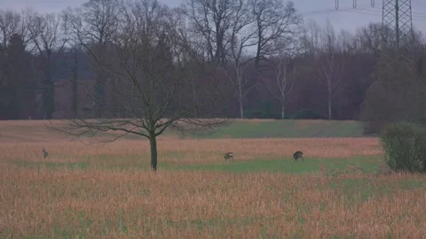 Deer in field Stock Footage 264584430