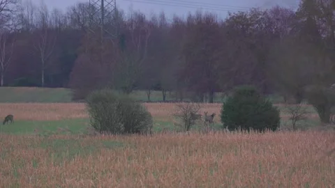 Deer in field Stock Footage 264957353