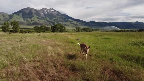 Deer in field with mountains spooked 스톡 동영상 312031164