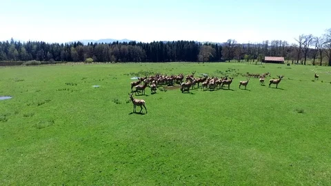 Deer on a field moving captured witrh the drone bavaria Stock Footage 108808091