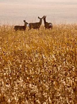 Deer in Field Stock Photos
