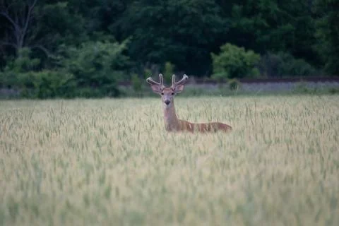 Deer in field 스톡 사진