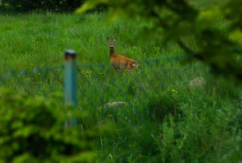 Deer in the field Stock Photos