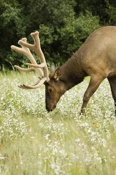 Deer In A Field Stock Photos
