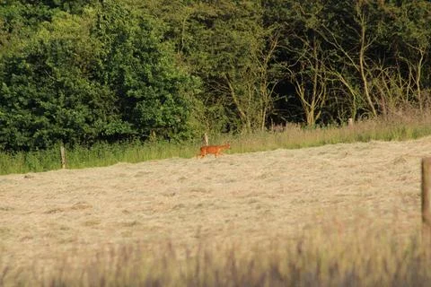 Deer in field Stock Photos