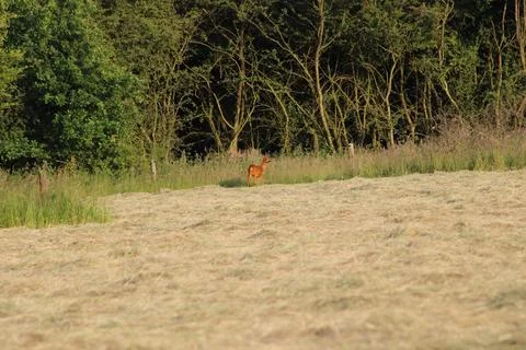 Deer in field Foto stock