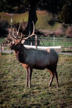 Deer in Field Stock Photos