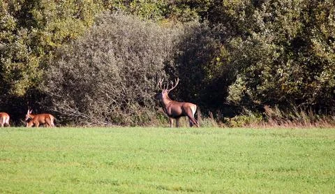 Deer in the field Stock Photos