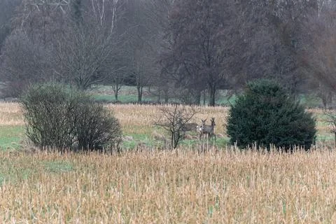Deer in field Stock Photos