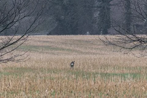 Deer in field Stock Photos