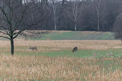 Deer in field Stock Photos