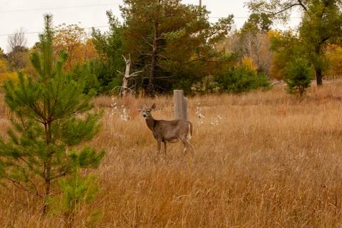 A deer in a field Foto stock