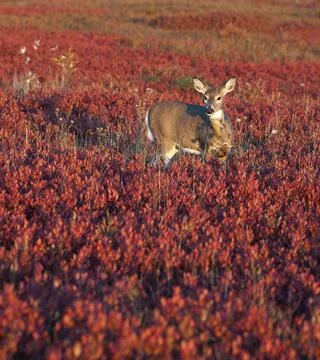 Deer in field of red Stock Photos