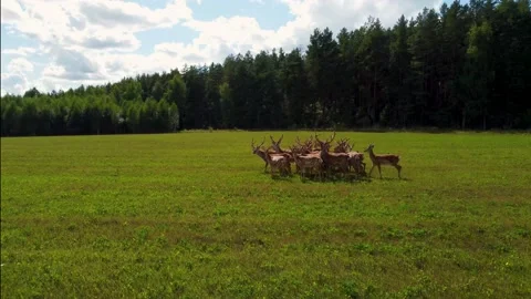Deer in the field, shot around by a camera, deers get scared and run away Stock Footage 158656363