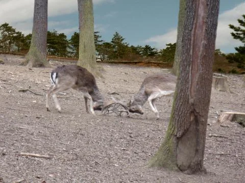 Deer fight Stock Photos