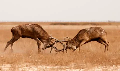 Deer fight Stock Photos