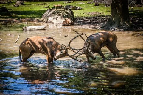 Deer fight Stock Photos