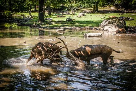 Deer fight Stock Photos