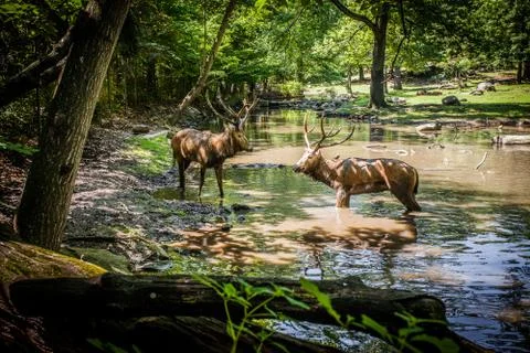 Deer fight Stock Photos