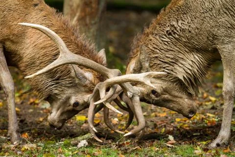 Deer fighting during the rut Stock Photos