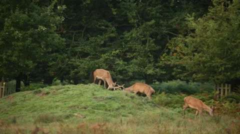 Deer fighting for a female Stock Footage 54946644