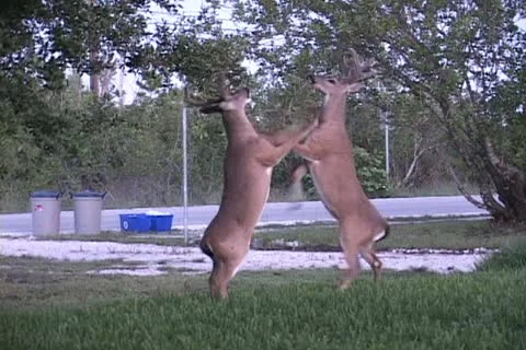 Deer Fighting Stock Footage 12614156