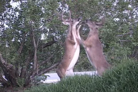 Deer fighting Stock-Footage 12614158