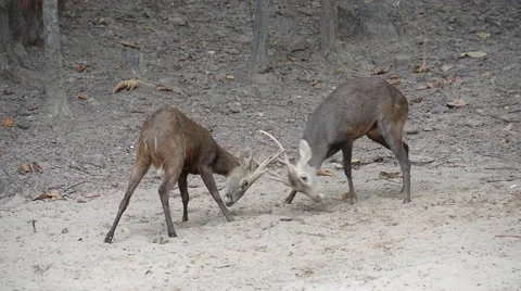 Deer fighting Stock-Footage 41819415