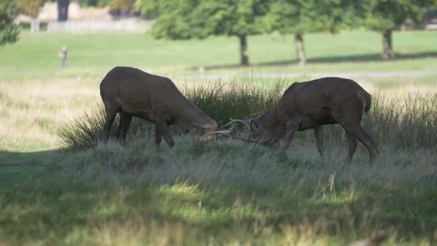 Deer fighting Stock Footage 82722323