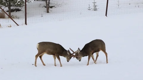 Deer fighting Stock Footage 127054869