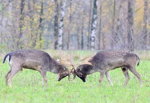 Deer fighting Foto stock