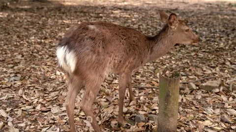 Deer finding foods on the ground Stock Footage 96989239