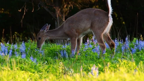 A deer in a flowery meadow Stock Footage 128147369