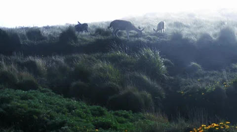 Deer in the fog Stock Footage 32481171