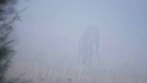 Deer in the fog Stock Footage 302885268