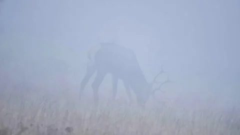 Deer in the fog Stock Footage 302885286