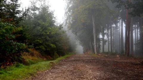 Deer in a fog on a forest path. Stock Footage 80350639
