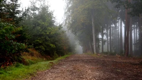 Deer in a fog on a forest path. Stock-Footage 80350689