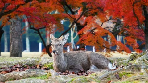 Deer with foliage maple tree background japan Stock Footage 100708352