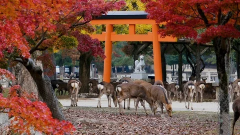 Deer with foliage maple tree background japan Stock Footage 100708388