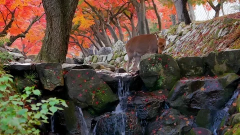 Deer with foliage red maple tree background Stock Footage 100872773