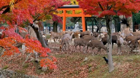 Deer with foliage red maple tree background pan Stock Footage 100872903