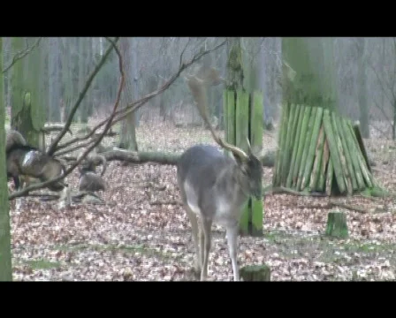 Deer Vídeo Stock 340999