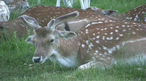 Deer Stock Footage 451022